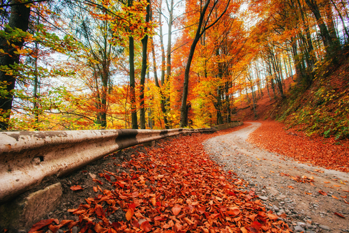 latorre insurance favorite things fall colors